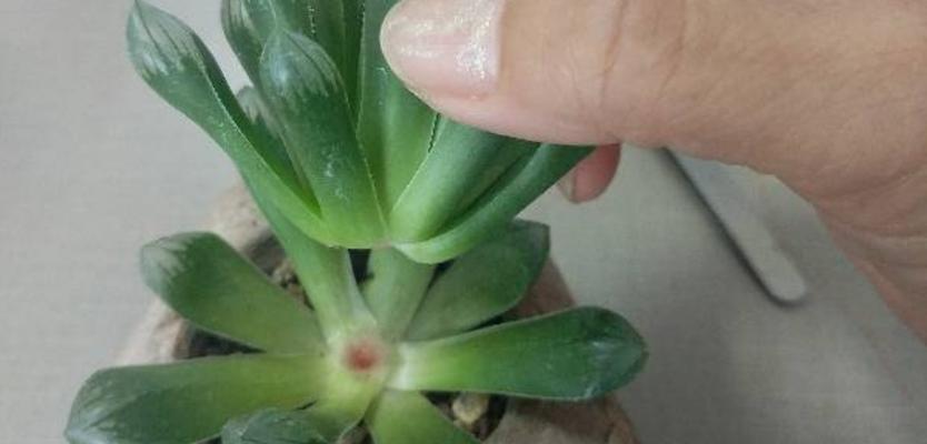 多肉植物爆侧芽技巧是什么？如何正确处理侧芽？