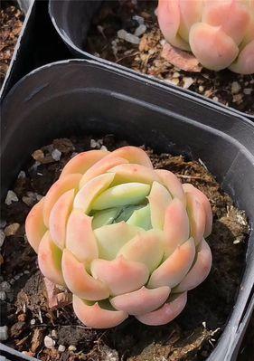 多肉贝瑞如何养护才能达到最佳状态？