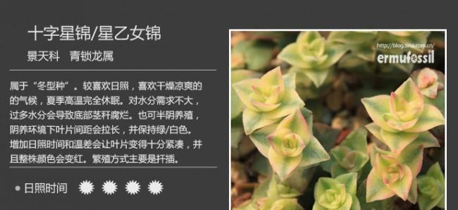 多肉奔龙的养殖方法是什么？如何正确养护多肉奔龙？
