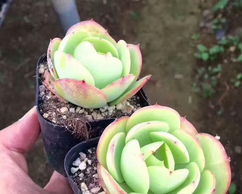 多肉碧桃如何养护才能呈现果冻色状态？