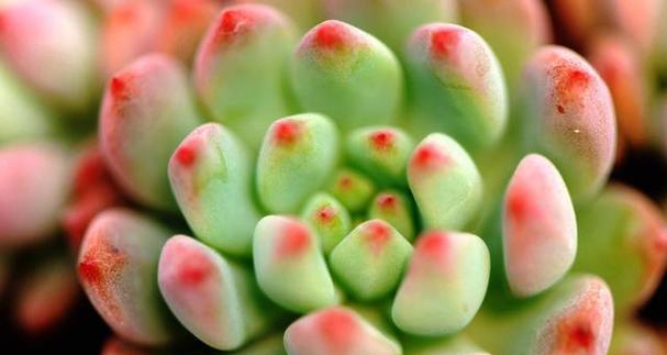 多肉植物病虫害怎么防治？防治技术有哪些常见问题？