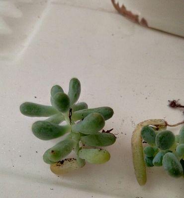 多肉植物病虫害怎么防治？防治技术有哪些常见问题？