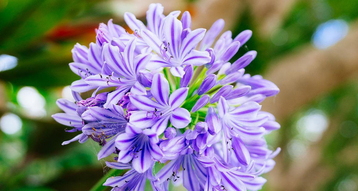 紫色百合花代表什么意思？花语和象征意义是什么？