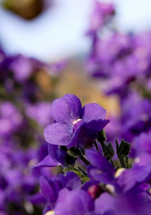 紫色的花代表什么？紫色花卉的象征意义有哪些？