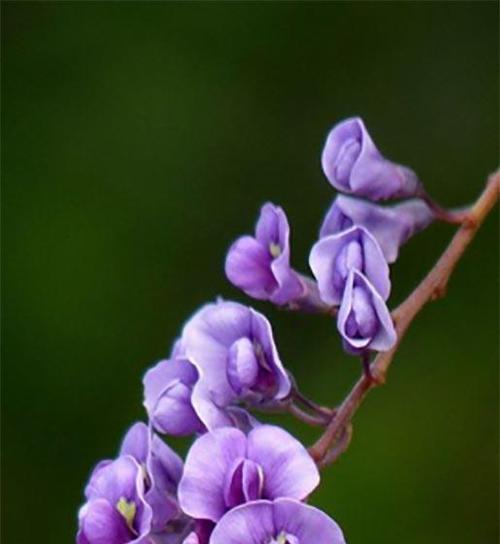 紫色丁香花的花语是什么？紫色丁香花代表什么含义？