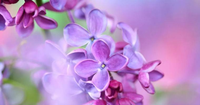 紫色丁香花的花语是什么？紫色丁香花代表什么含义？