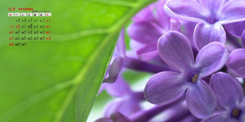 紫色丁香花的花语是什么？紫色丁香花代表什么含义？