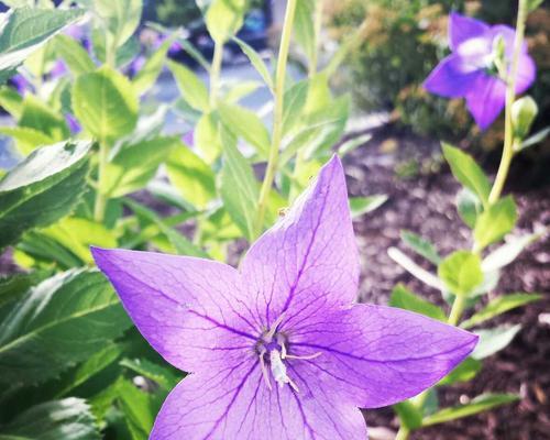 紫色风铃花代表什么意思？花语背后隐藏的含义是什么？