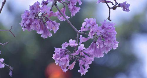紫色风铃花代表什么意思？花语背后隐藏的含义是什么？