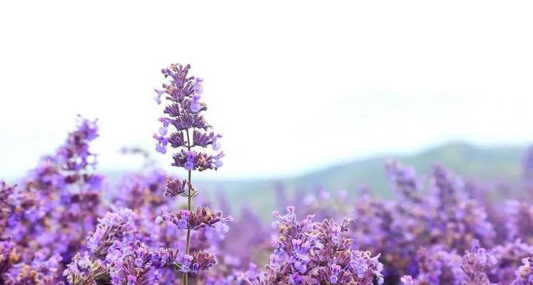 紫色薰衣草代表什么花语？如何用它等待爱情的奇迹？