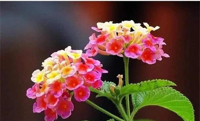 紫苏花语是什么？紫苏有哪些美丽传说？