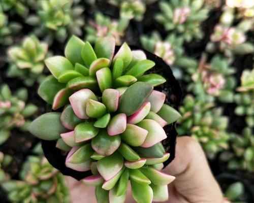 多肉吹雪之松锦养护方法是什么？如何解决养护中的常见问题？