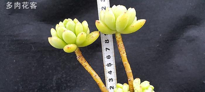 多肉春萌养成老桩造型的秘诀是什么？需要多长时间？