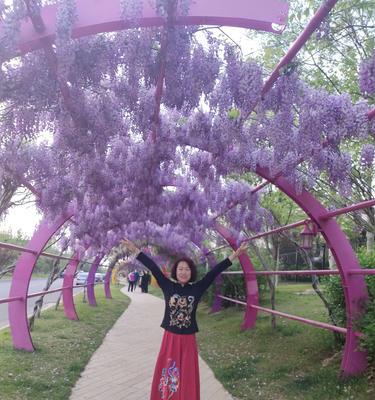 紫藤花代表什么意思？紫藤花的花语和象征意义是什么？
