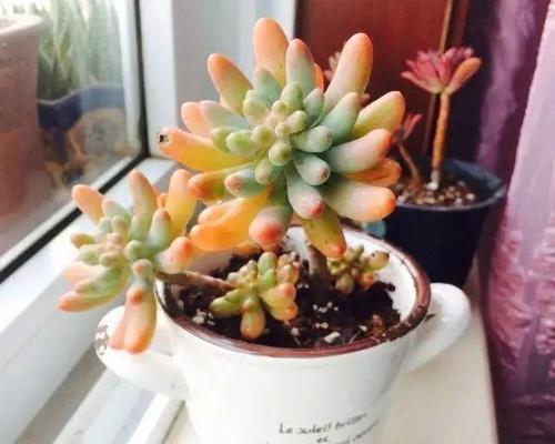 多肉植物春天浇水技巧？如何避免过度浇水导致根腐？