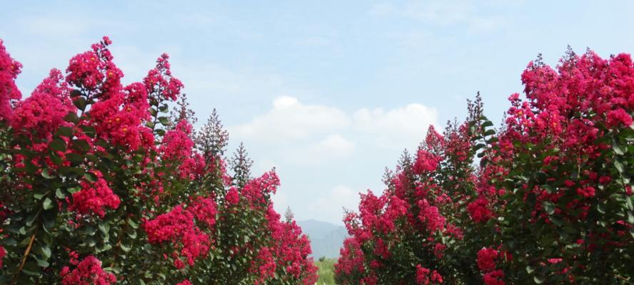 紫薇花的花语是什么？有哪些关于紫薇花的传说故事？