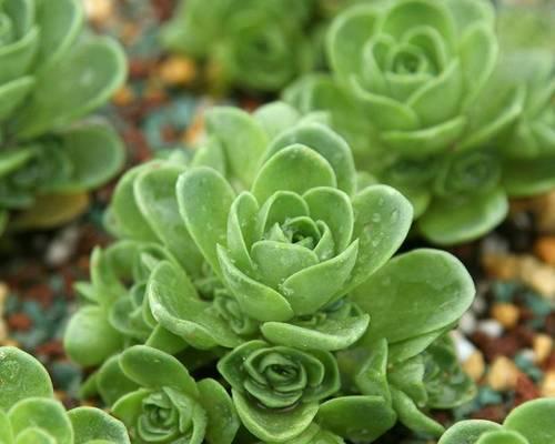 多肉植物象征着什么？它们的含义有哪些常见误解？