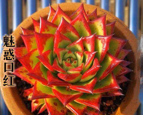 多肉植物根部腐烂如何处理？有效拯救方法是什么？