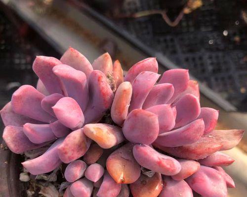 多肉植物根部腐烂如何处理？有效拯救方法是什么？