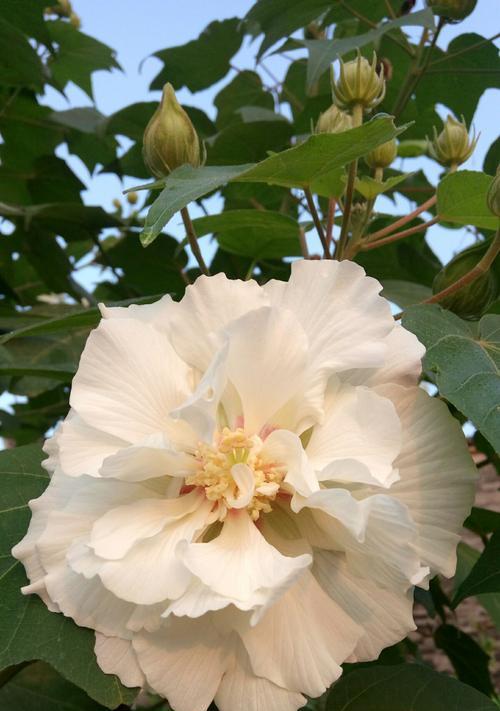 芙蓉花代表什么意思？芙蓉花的花语和象征意义是什么？