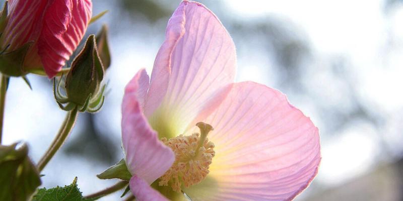 芙蓉花代表什么意思？芙蓉花的花语和象征意义是什么？