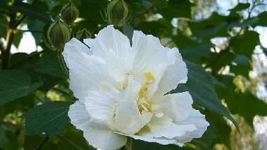 芙蓉花花语是什么？芙蓉花代表了哪些意义？