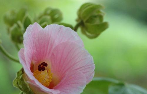 芙蓉花花语是什么？芙蓉花代表了哪些意义？