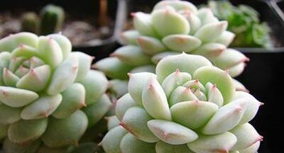 多肉植物如何选择最佳生长环境？哪些地方条件最适合多肉生长？