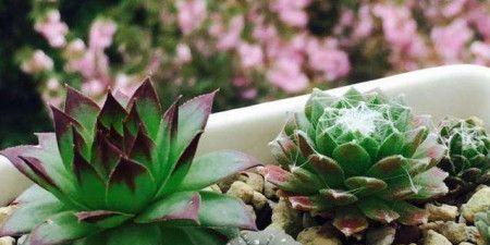 多肉植物如何选择最佳生长环境？哪些地方条件最适合多肉生长？