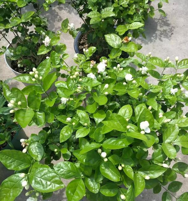茉莉花语是什么？茉莉背后有哪些美丽故事？