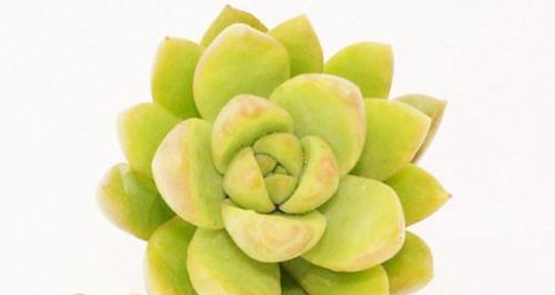 多肉植物有哪些独特形态？它们的特点是什么？