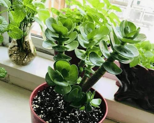 多肉植物在风水中代表什么？它们的寓意有哪些？