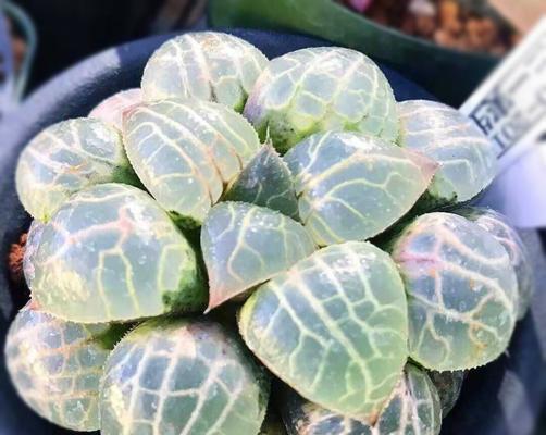 多肉植物在风水中代表什么？它们的寓意有哪些？