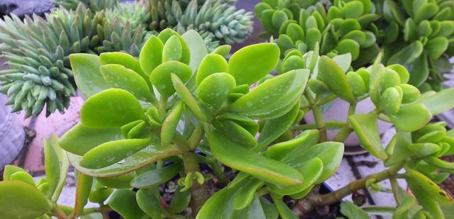 多肉植物汁液是否含有毒素？接触后应该注意什么？