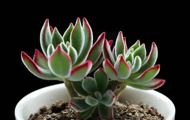 多肉植物汁液是否含有毒素？接触后应该注意什么？