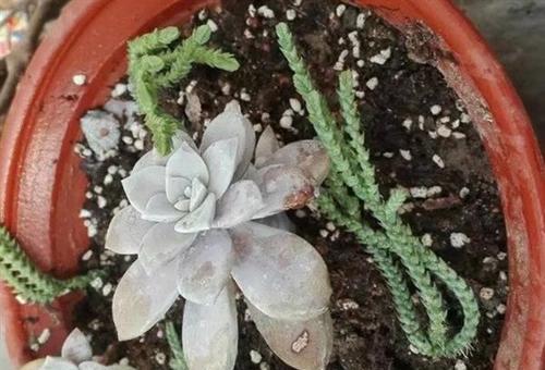 多肉植物汁液是否含有毒素？接触后应该注意什么？
