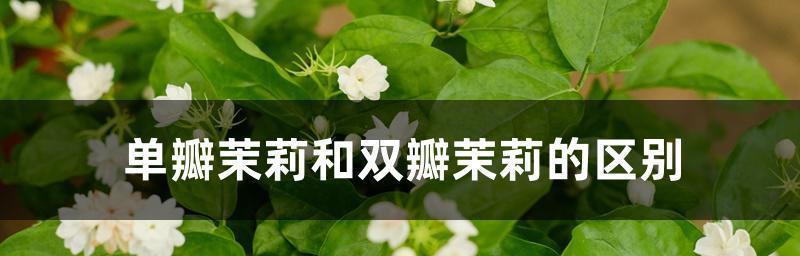 茉莉花代表什么意思？茉莉花的花语有哪些含义？