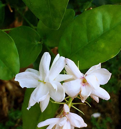 茉莉花的花语是什么？它代表了哪些意义？
