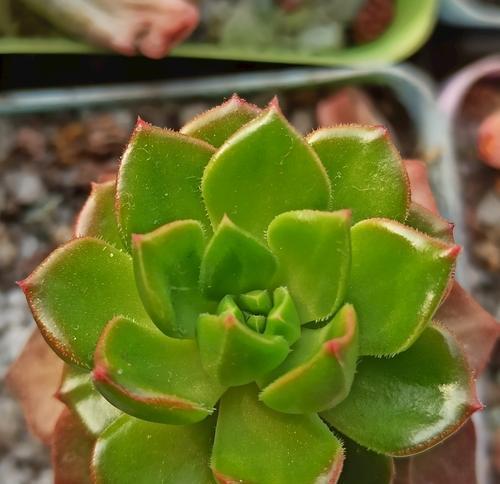 多肉蒂亚徒长了怎么办？如何正确处理和预防？