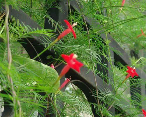 茑萝的花语是什么？如何融入植物文化中？