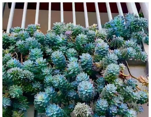 多肉吊兰怎么养才能更旺盛？有哪些技巧和注意事项？