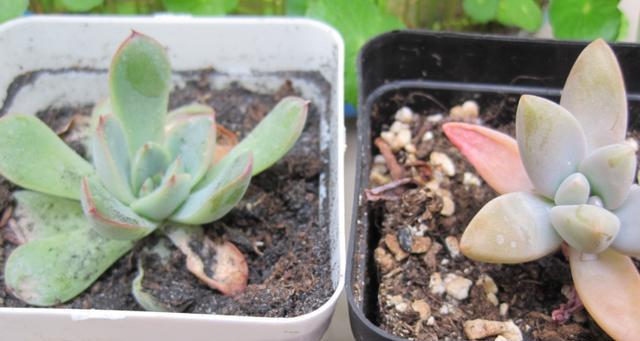 多肉植物掉叶子是什么原因？如何有效防止？
