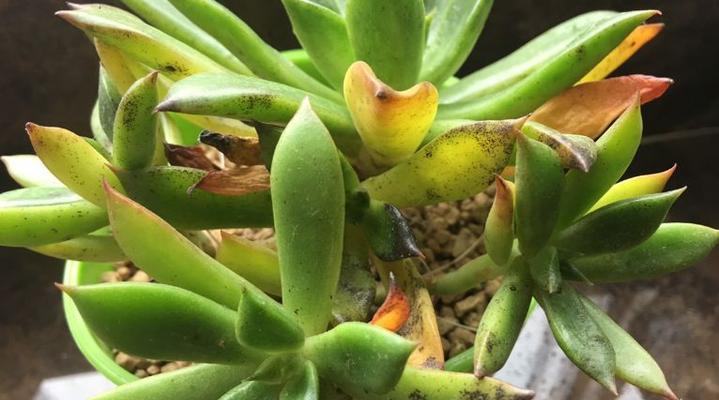 多肉植物掉叶子是什么原因？如何有效防止？