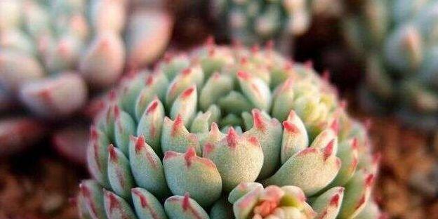多肉植物冬天如何养护？养殖方法有哪些要点？