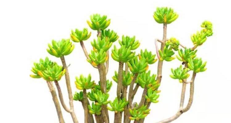 多肉植物冬天如何养护？养殖方法有哪些要点？