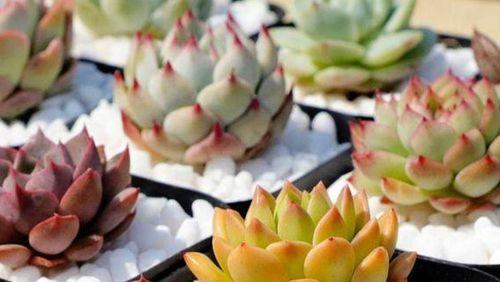 多肉植物冬天如何养护？养殖方法有哪些要点？