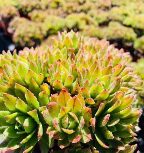 多肉植物冬季防冻指南：如何避免冻害？