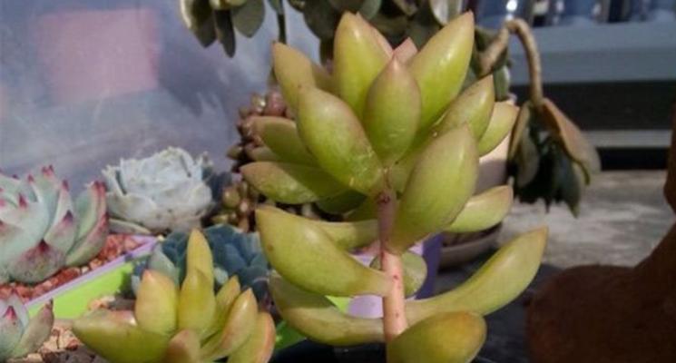 多肉植物冬季防冻指南：如何避免冻害？