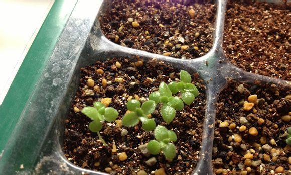 多肉植物如何发芽？发芽过程中常见的问题有哪些？