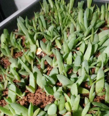 多肉植物如何发芽？发芽过程中常见的问题有哪些？